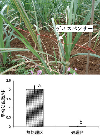 性フェロモン利用しサトウキビ害虫の防除に成功―交尾を妨害、幼虫を