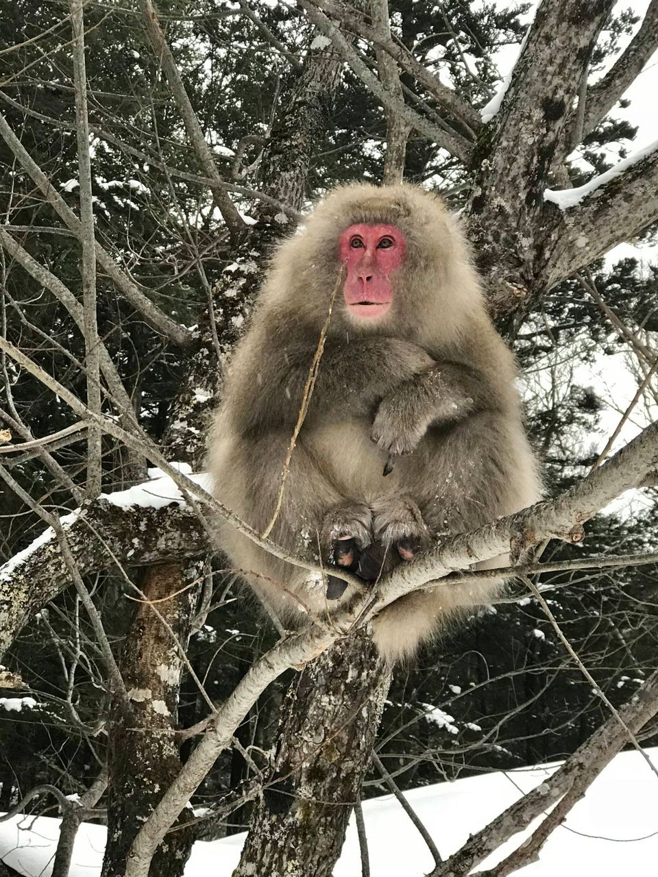 ニホンザルが独特な越冬をしていること見つける つくばサイエンスニュース