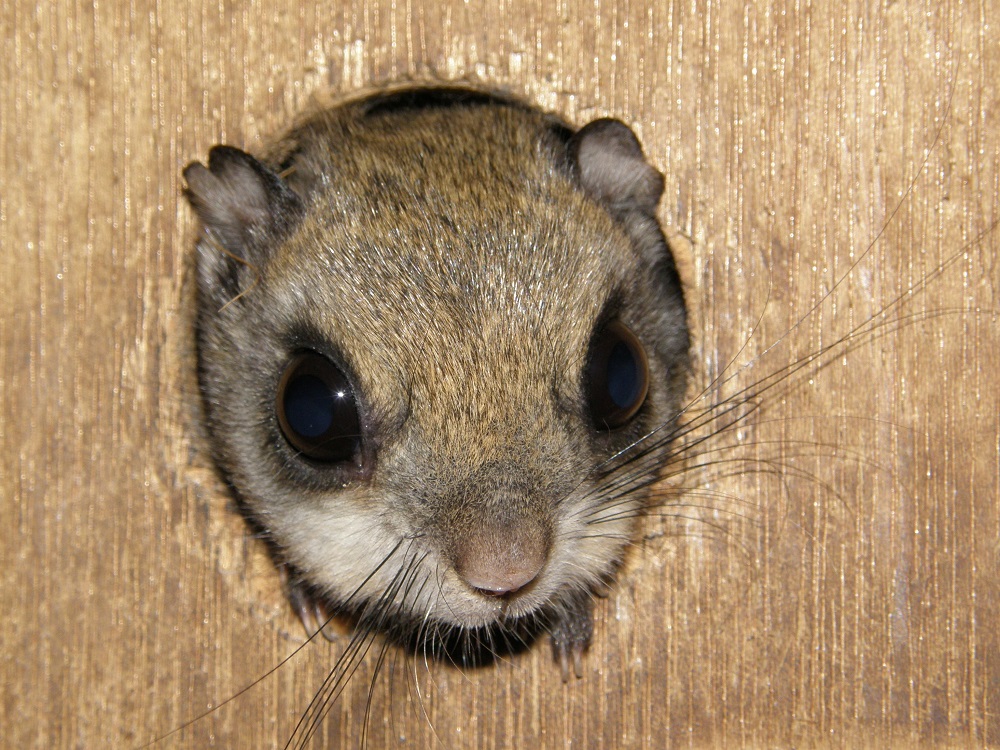 ニホンモモンガ絶滅防止へ | つくばサイエンスニュース